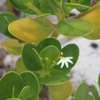 Scaevola plumieri (L.) Vahl